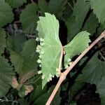 Vitis riparia Leaf