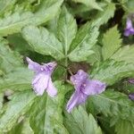 Cardamine pentaphyllos花