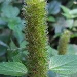 Acalypha alopecuroidea Flor