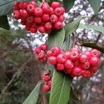 Cotoneaster frigidus Frucht