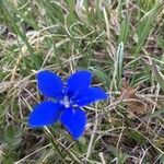 Gentiana sierrae Flower