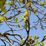 Liquidambar formosana Blad