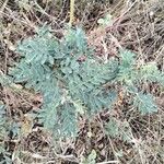 Indigofera arrecta Leaf