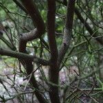 Rhododendron triflorum Bark