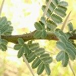 Acacia raddiana Blad