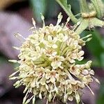 Uncaria guianensis Flower