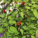 Capsicum frutescens Плід