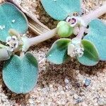 Euphorbia serpens Blomst