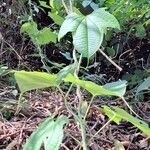 Dioscorea sansibarensis Hábito