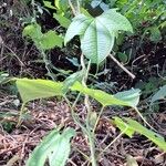 Dioscorea sansibarensis Habitus