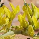 Astragalus akkensis 花