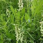 Stachys recta 整株植物