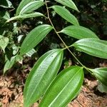 Miconia cinnamomifolia Deilen