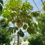 Tetrapanax papyrifer Tabia