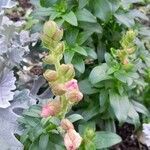 Antirrhinum majus Συνήθη χαρακτηριστικά