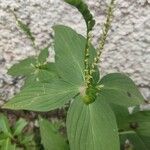 Spigelia anthelmia Blad