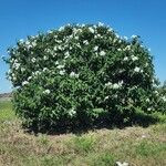 Cordia boissieri List