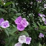 Brunfelsia paucifloraFlors