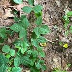 Rubus hispidus Leaf