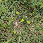 Trifolium dubium Çiçek