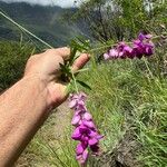 Polygala virgata Lorea