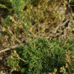 Saxifraga moschata Natur