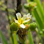 Sisyrinchium striatum Fleur