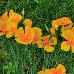 Eschscholzia californicaFlor