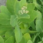 Hylotelephium spectabile Folha