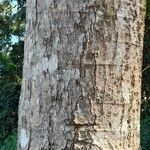 Alchornea glandulosa 树皮