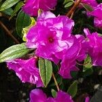 Rhododendron ferrugineum Цвят