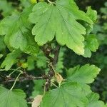 Ribes fasciculatum Blatt