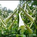 Cardiocrinum giganteum Květ