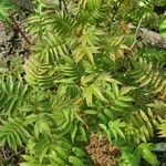 Sorbaria sorbifolia Лист