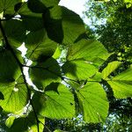 Tilia × europaea Folla