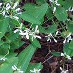 Chamaesyce hypericifolia Цвят