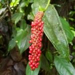 Anthurium bakeri Fruit