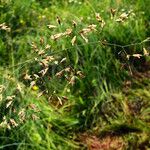 Poa pratensis Bleunienn