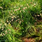 Poa pratensis Blüte