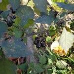 Solanum americanum Fruit