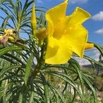 Cascabela thevetioides പുഷ്പം
