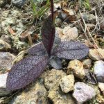 Hieracium venosum Leaf