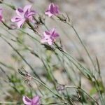 Dianthus furcatus Other