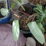 Philodendron hastatum Foglia