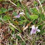 Viola palustris Blad