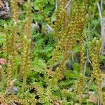 Selaginella helvetica Habit