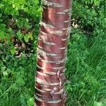 Prunus serrula Corteza