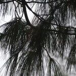 Pinus × schwerinii