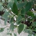 Euphorbia graminea Leaf