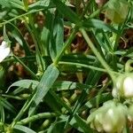 Stellaria palustris Folha